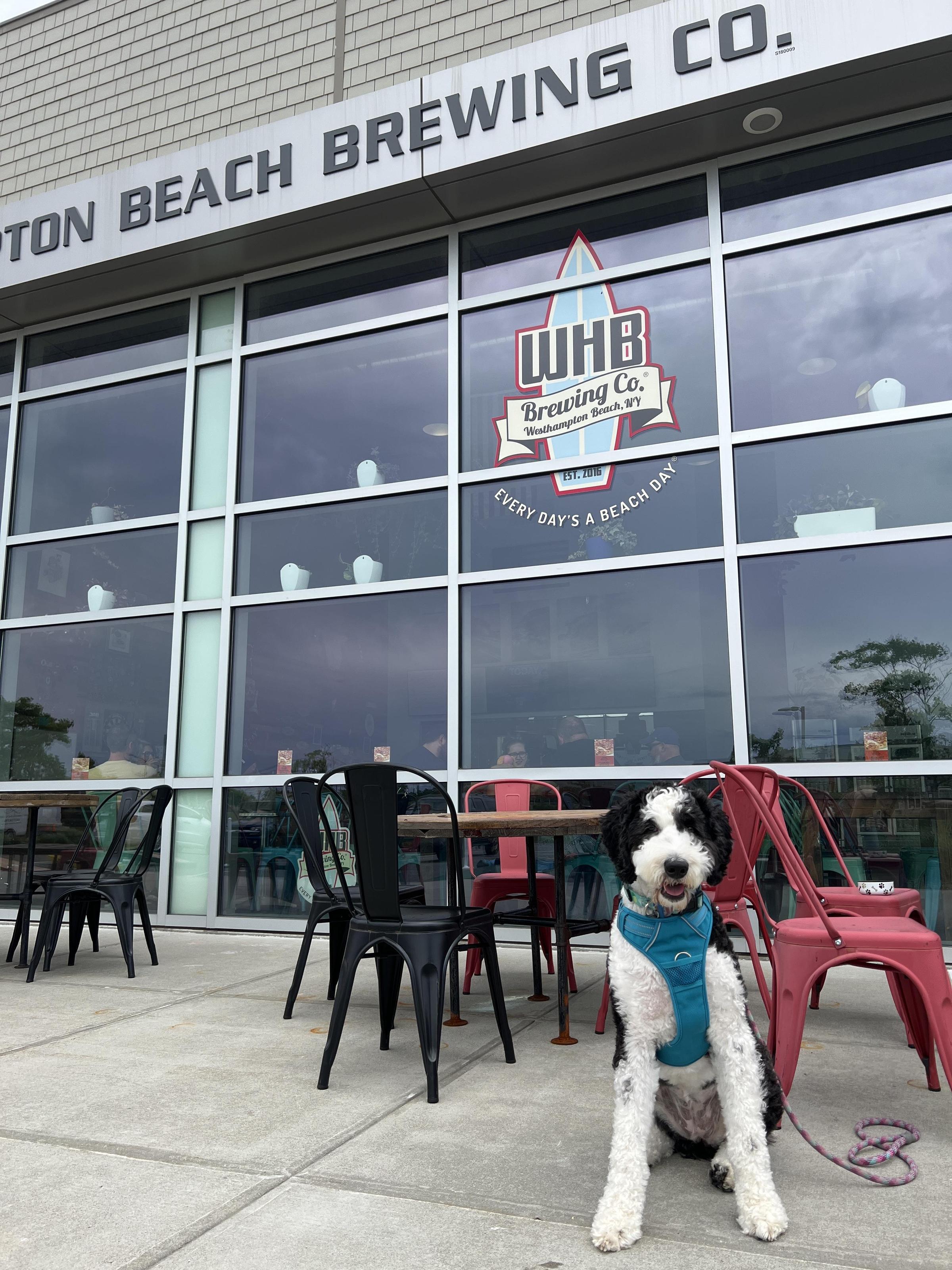 Westhampton Beach Brewing Company Is Pet Friendly
