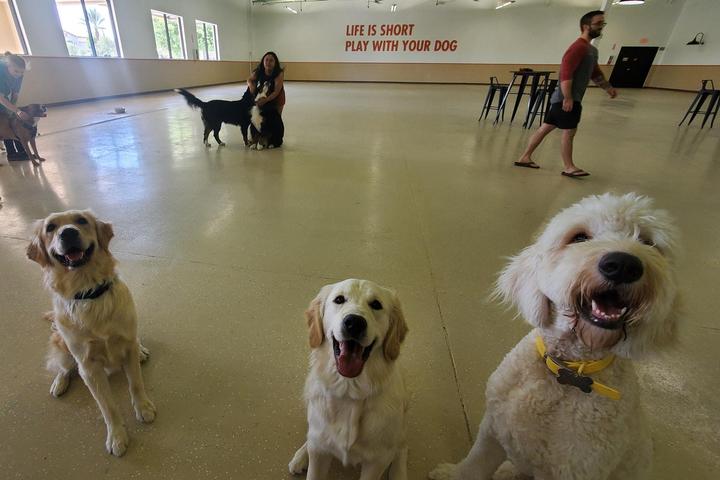 Pet Friendly MakPack Dog Day Care, Indoor Dog Park and Boarding