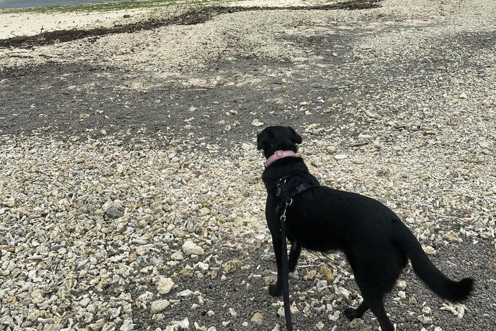 Pet best sale box okinawa