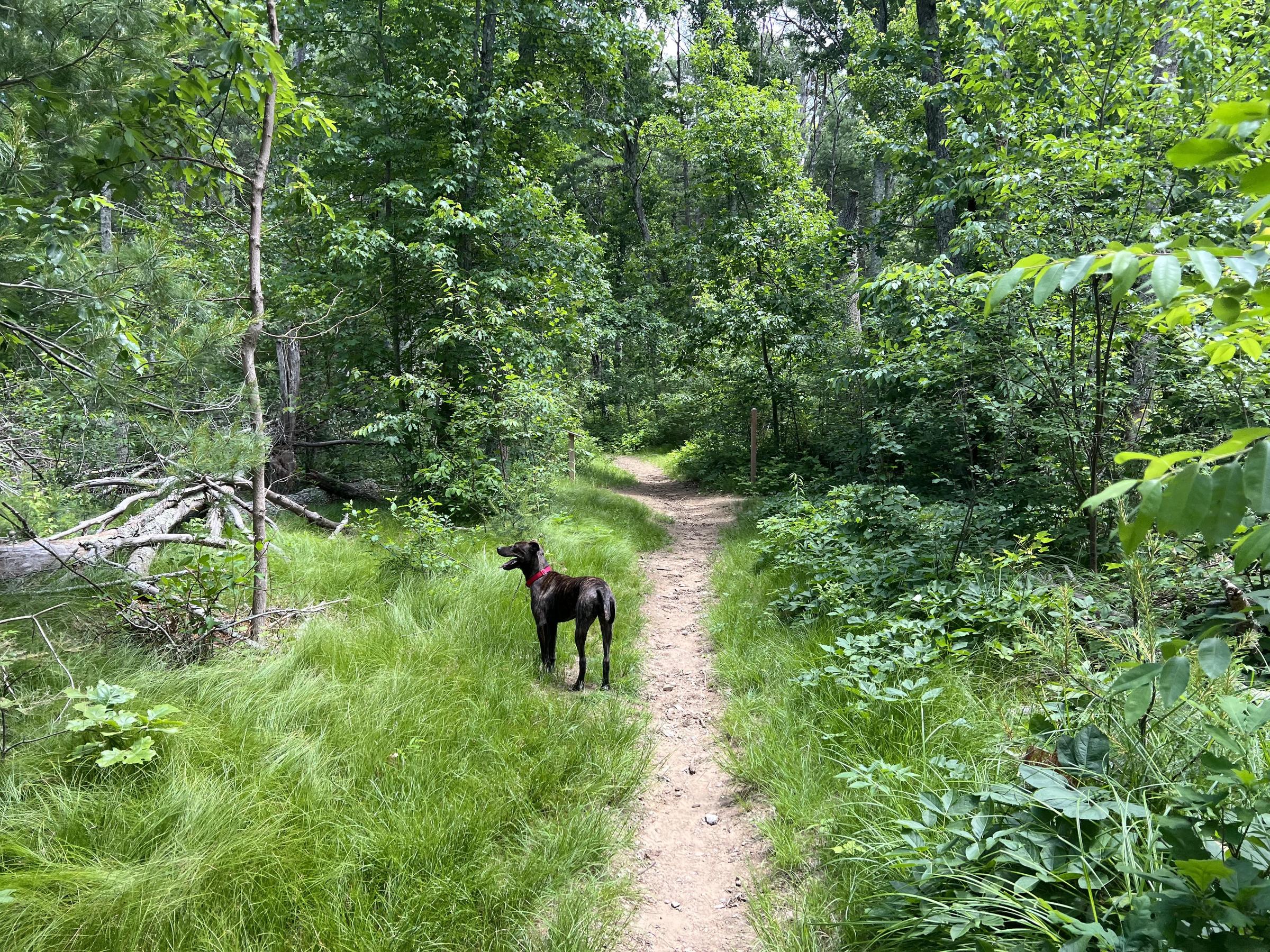 Pet Friendly Rocky Woods Reservation