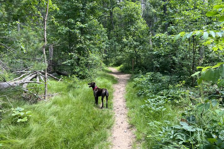 Pet Friendly Rocky Woods Reservation