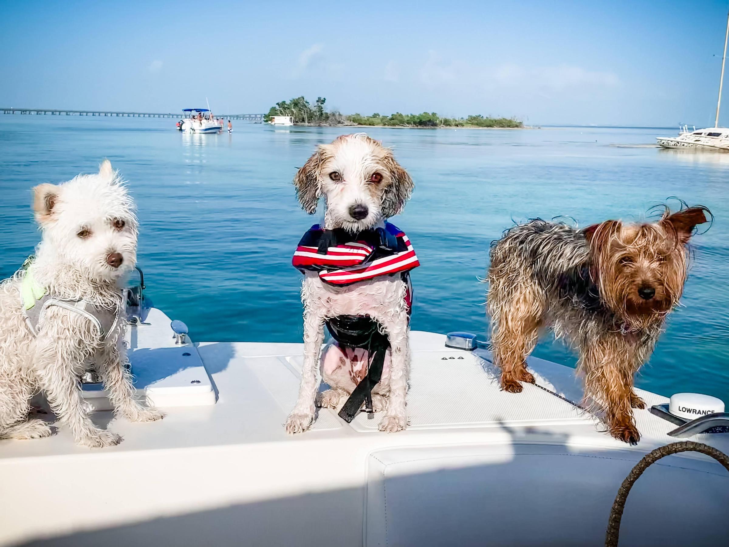 Pet Friendly Salty Pup Adventures