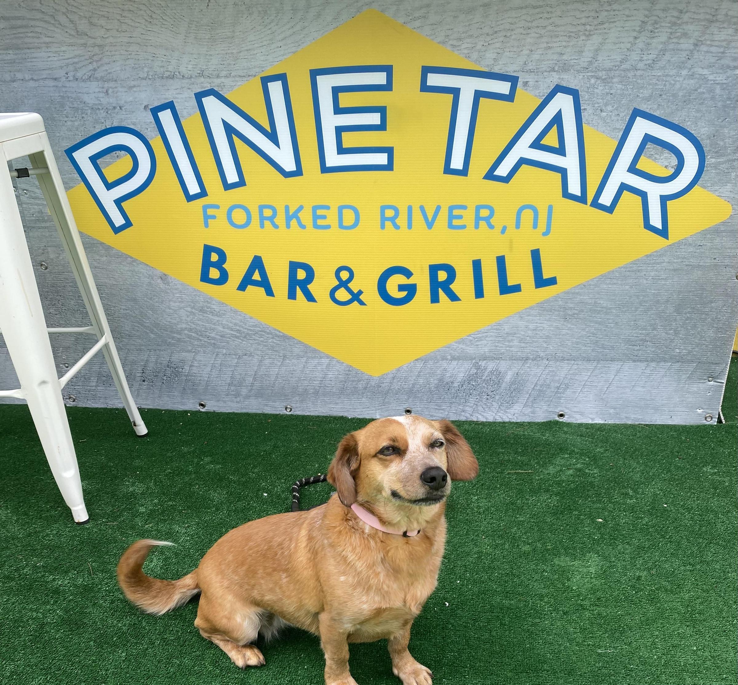 Pet Friendly Pine Tar Bar & Grill