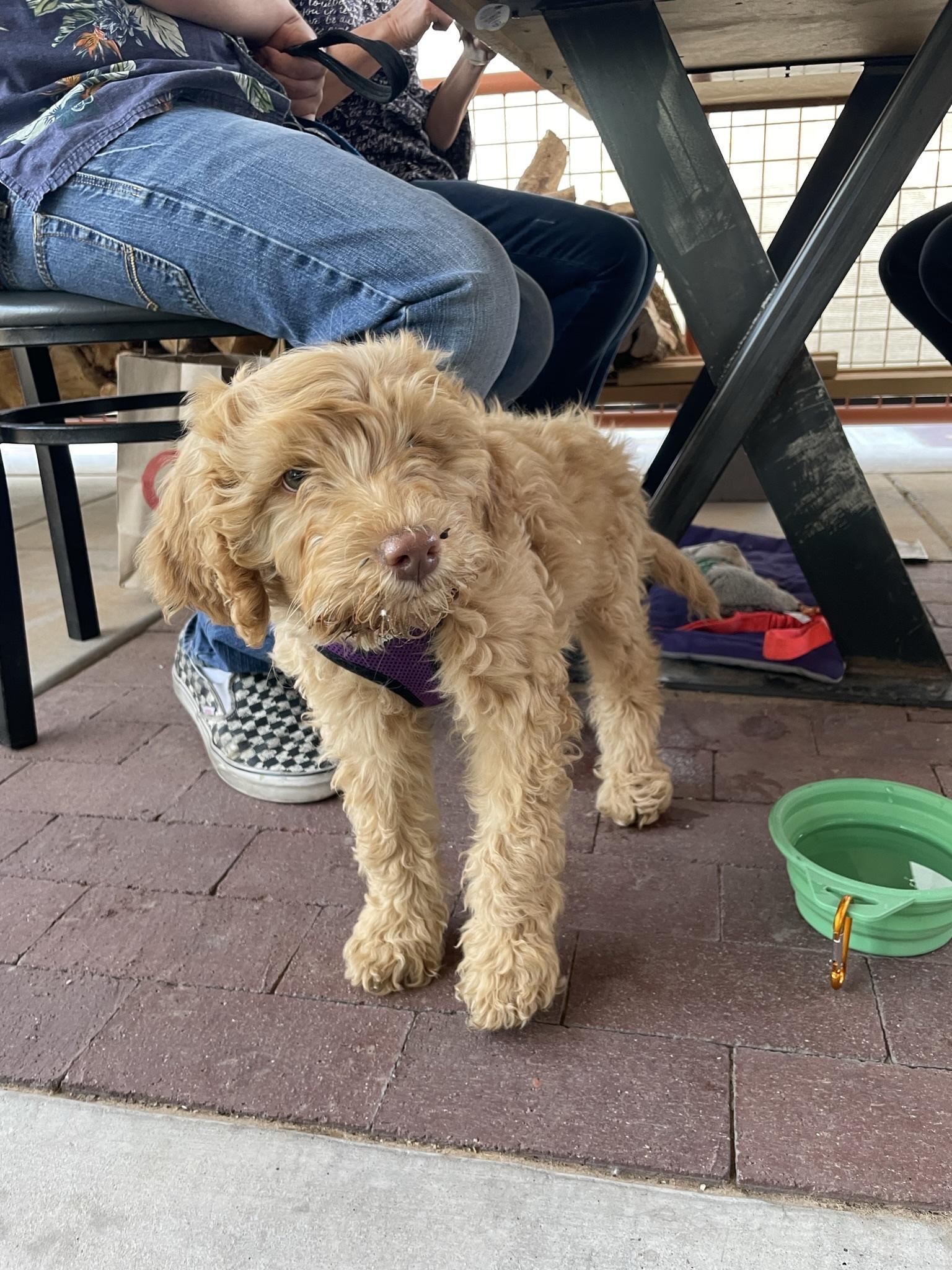 Pet Friendly Tractor Brewing Company