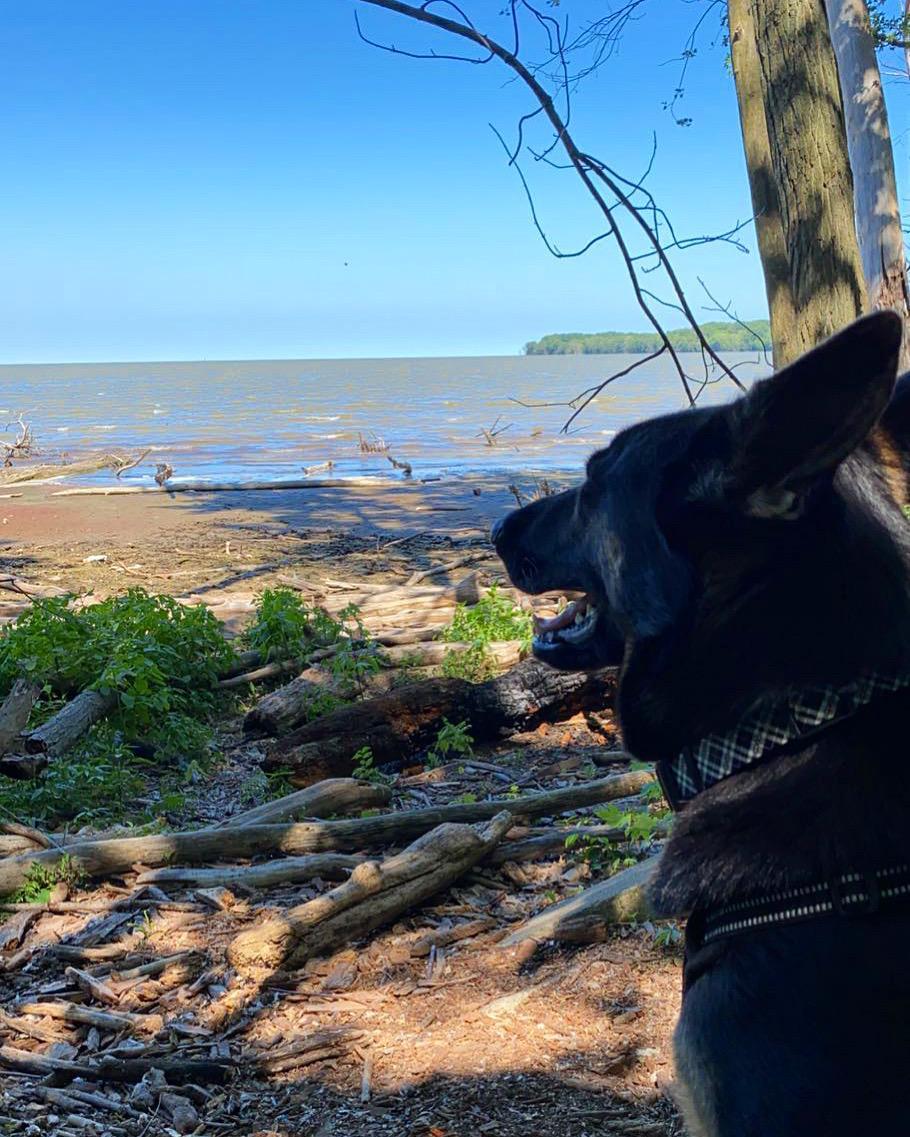 Pawsitively Paradise Doggy Daycare