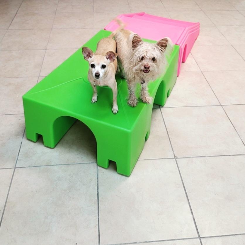 Directory of Doggie Daycare & Boarding in Clearwater, FL - BringFido