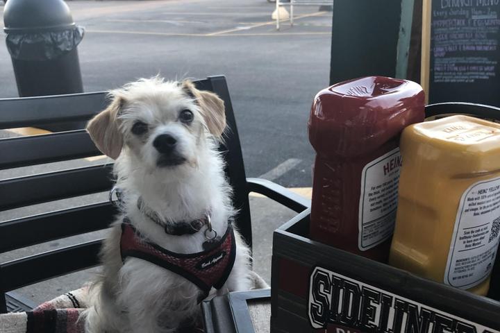 Pet Friendly Sideliners Pub and Grill