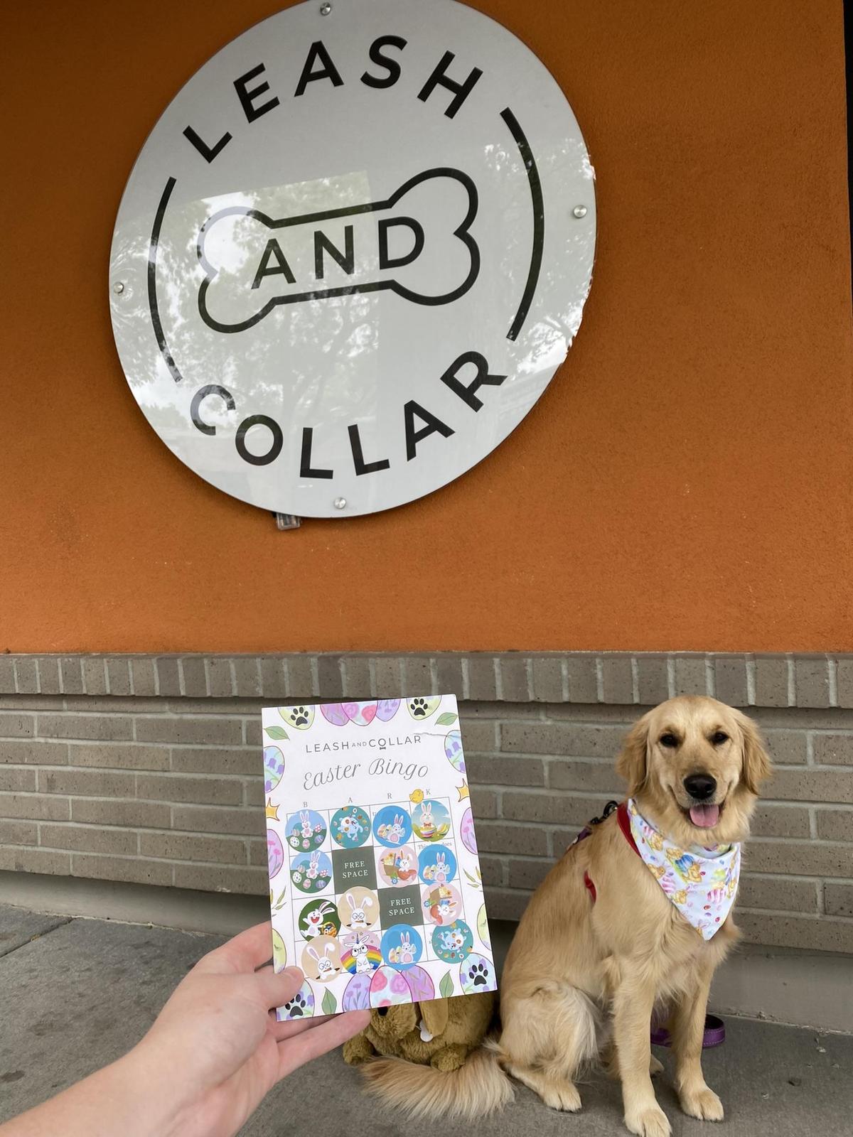 leash and collar dog boutique