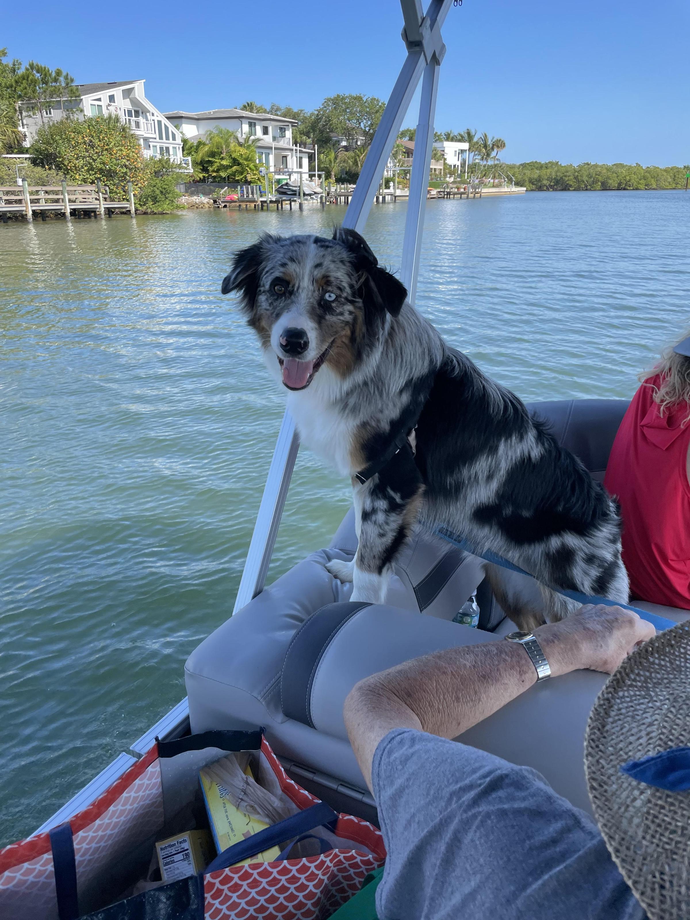 Pet Friendly Sarasota Boat Tours