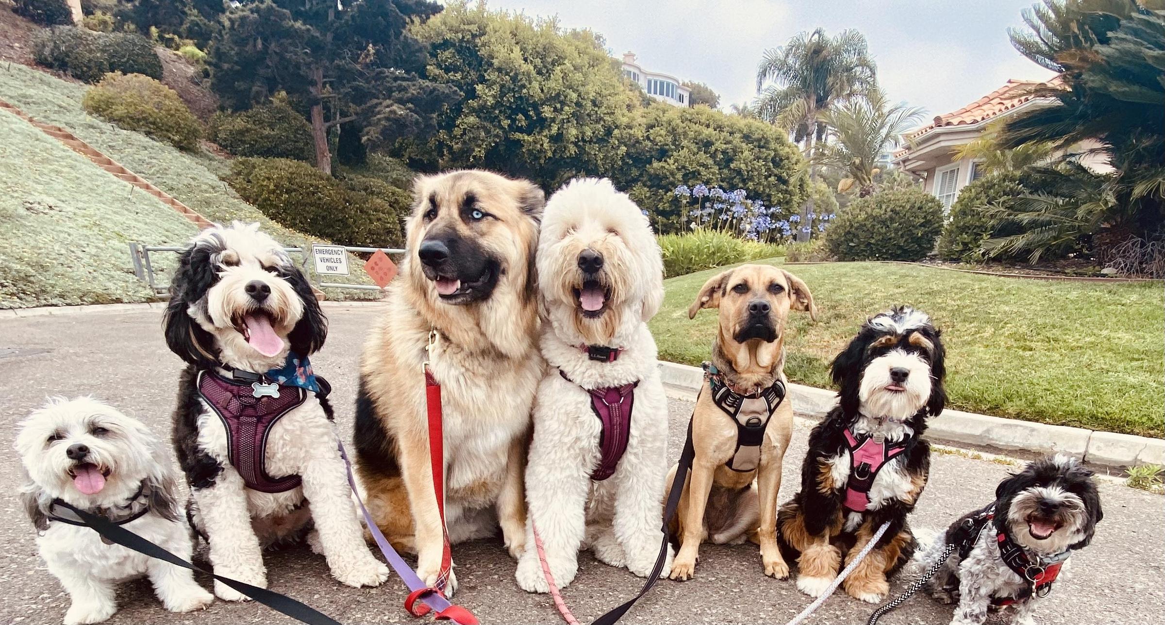 Directory of Pet Sitters Dog Walkers in Shoreline WA BringFido