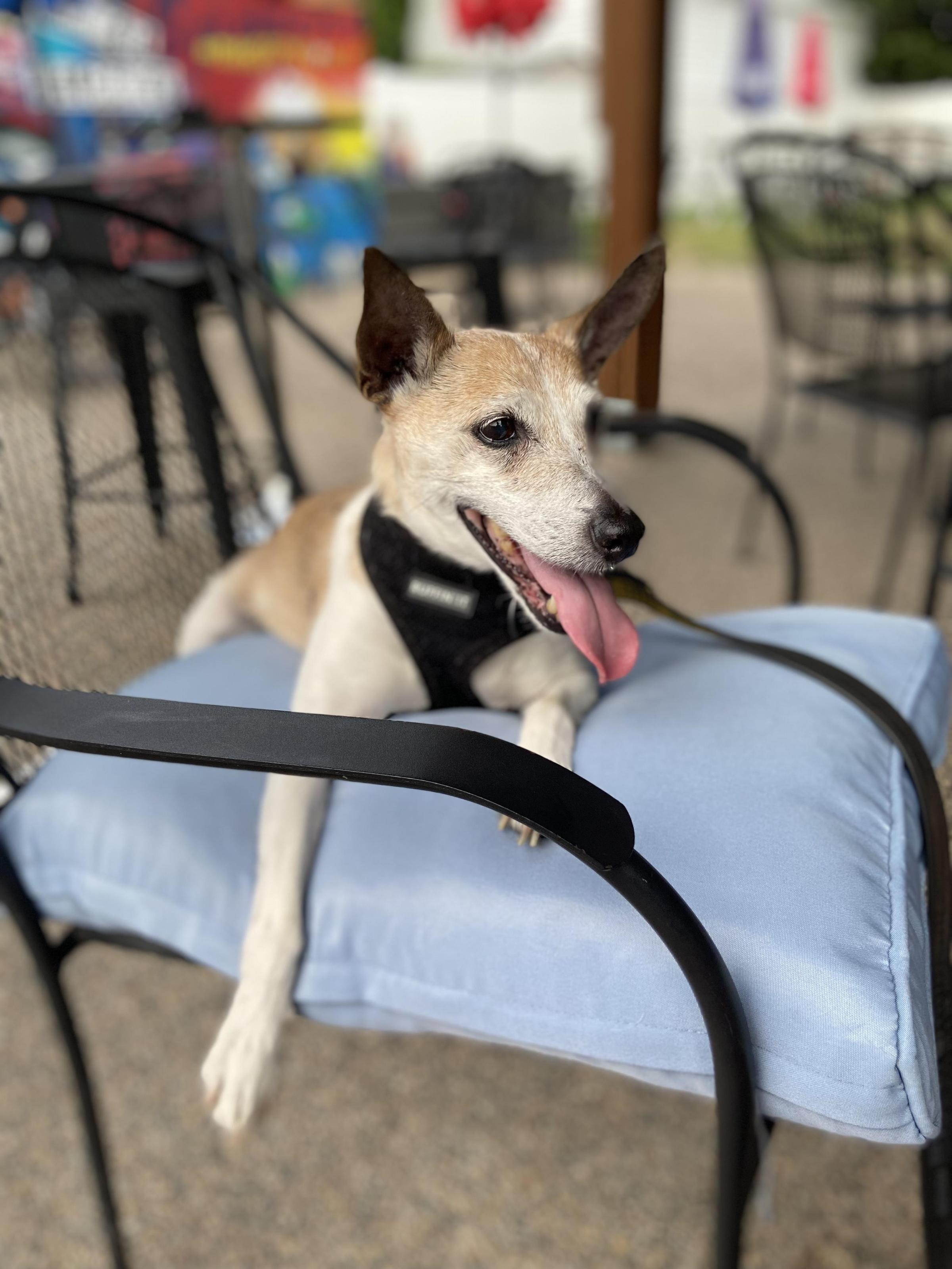 Pet Friendly Spinners Bar & Grill