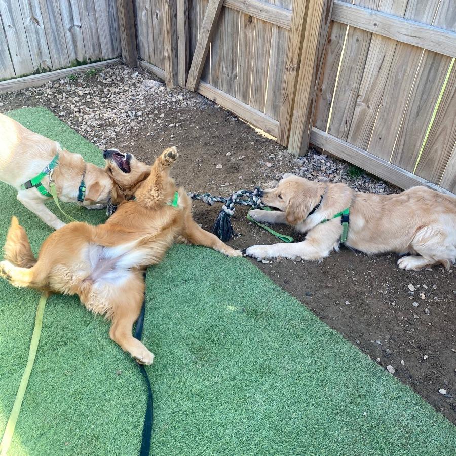 Pet Friendly Teamworks Dog Training Raleigh