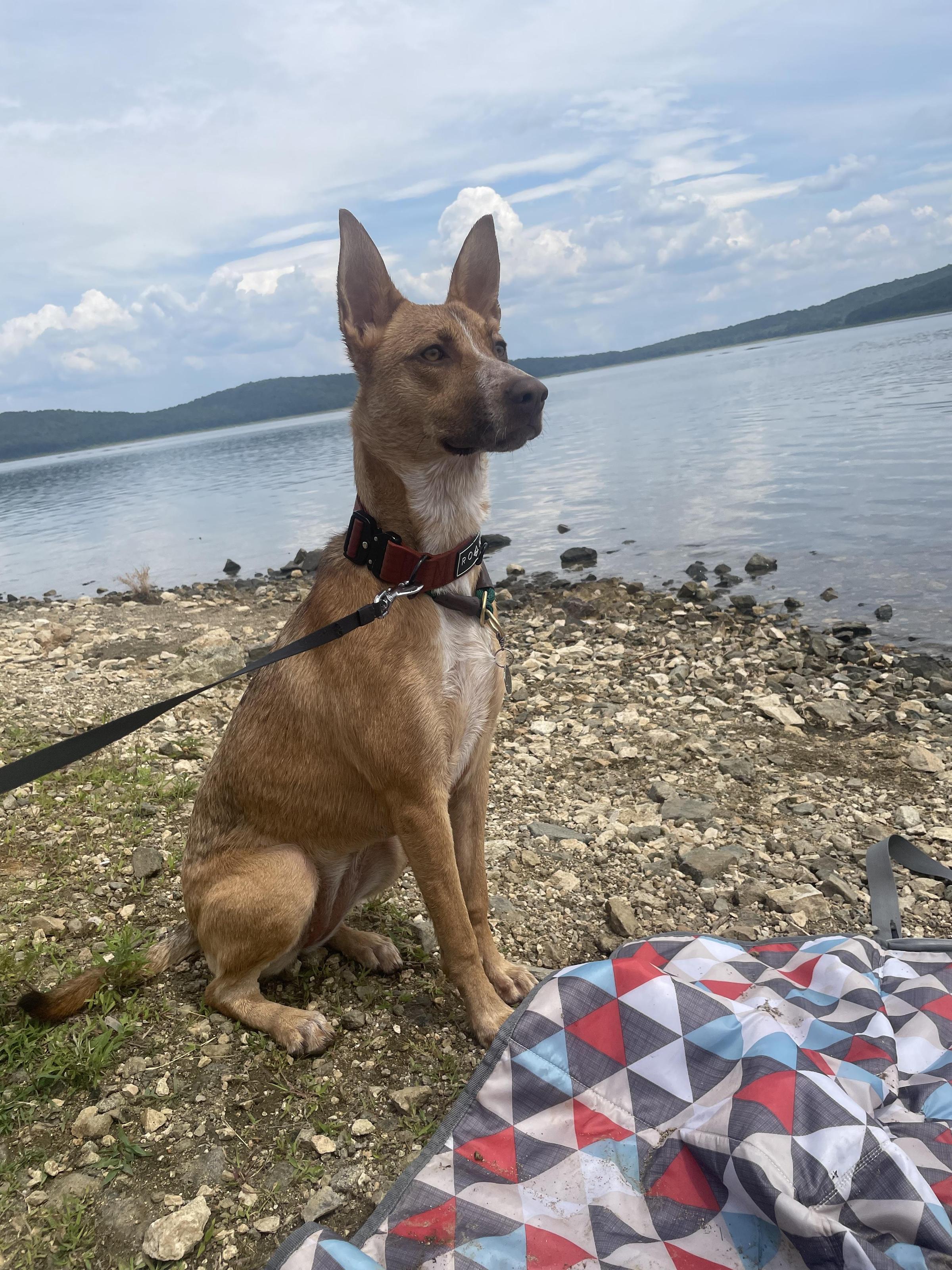 are dogs allowed at spruce valley reservoir nj