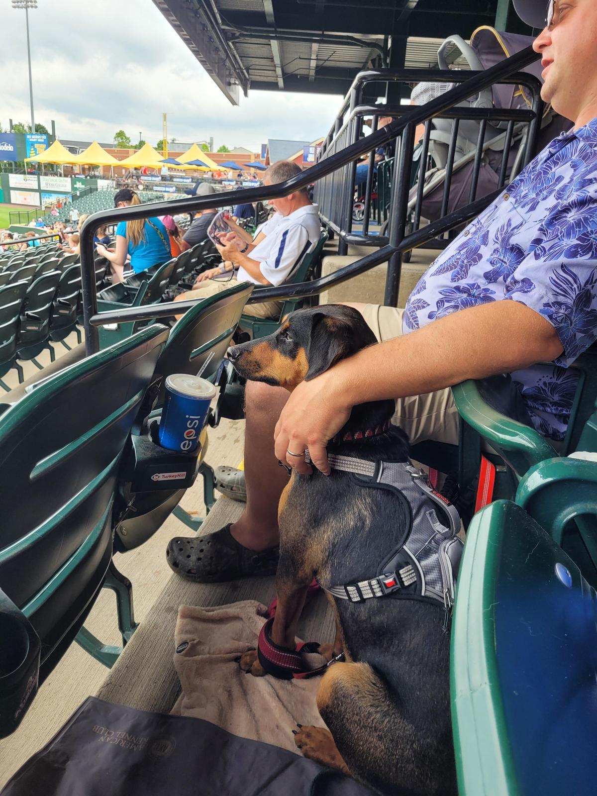 Bark in the Park - Dog Friendly Major League Baseball Games 2019