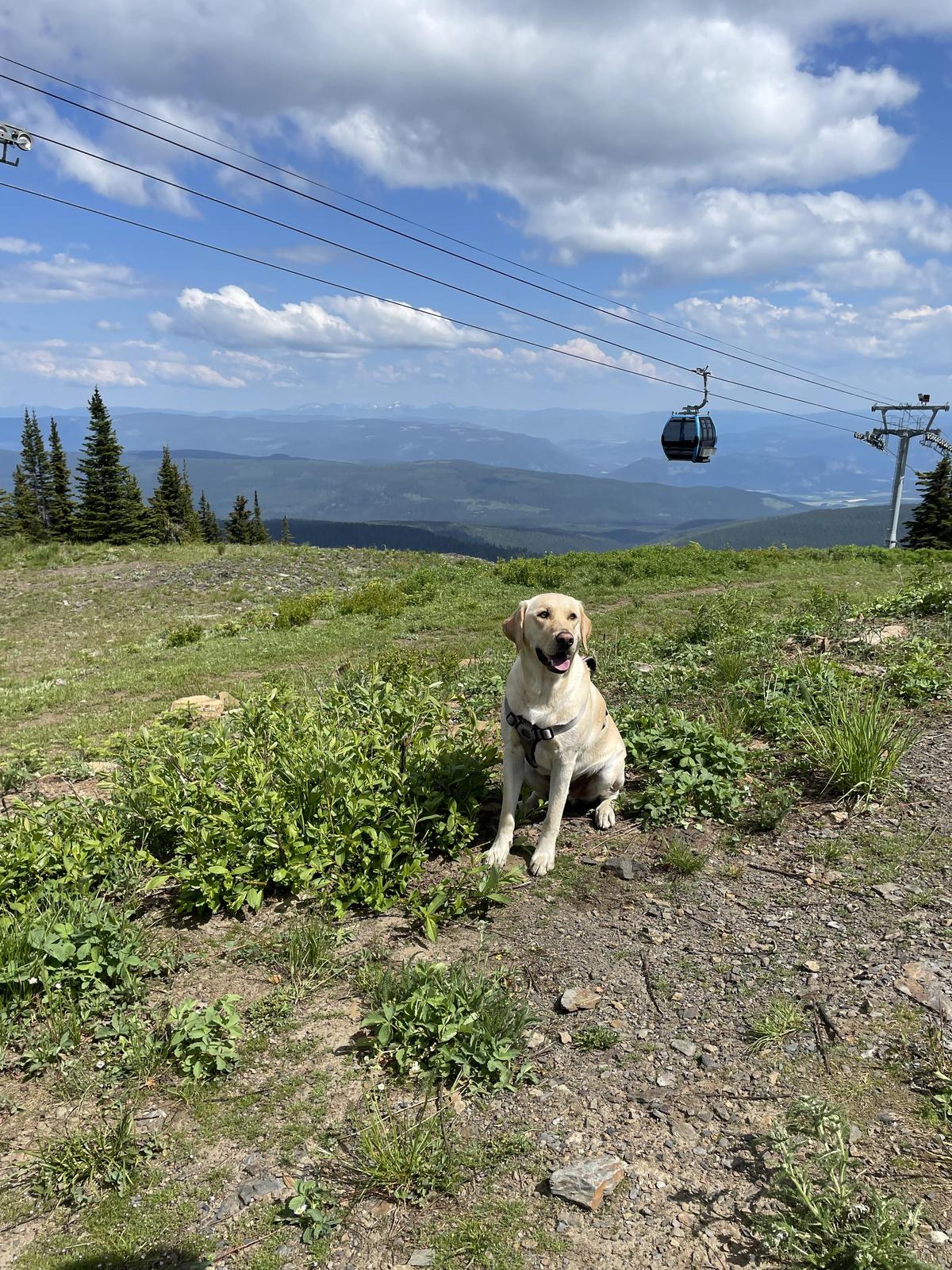 are dogs allowed at silver mountain resort