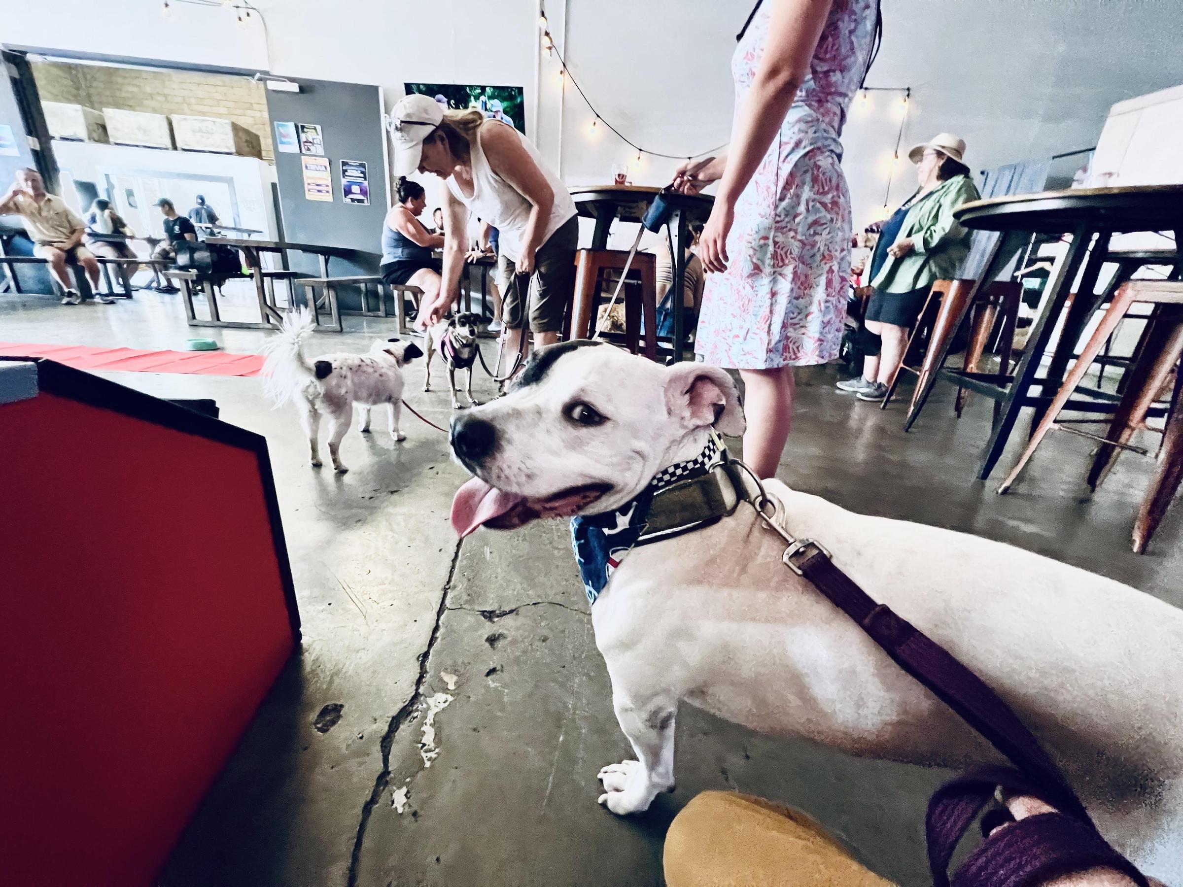 Pet Friendly Track 7 Brewing Company - Curtis Park