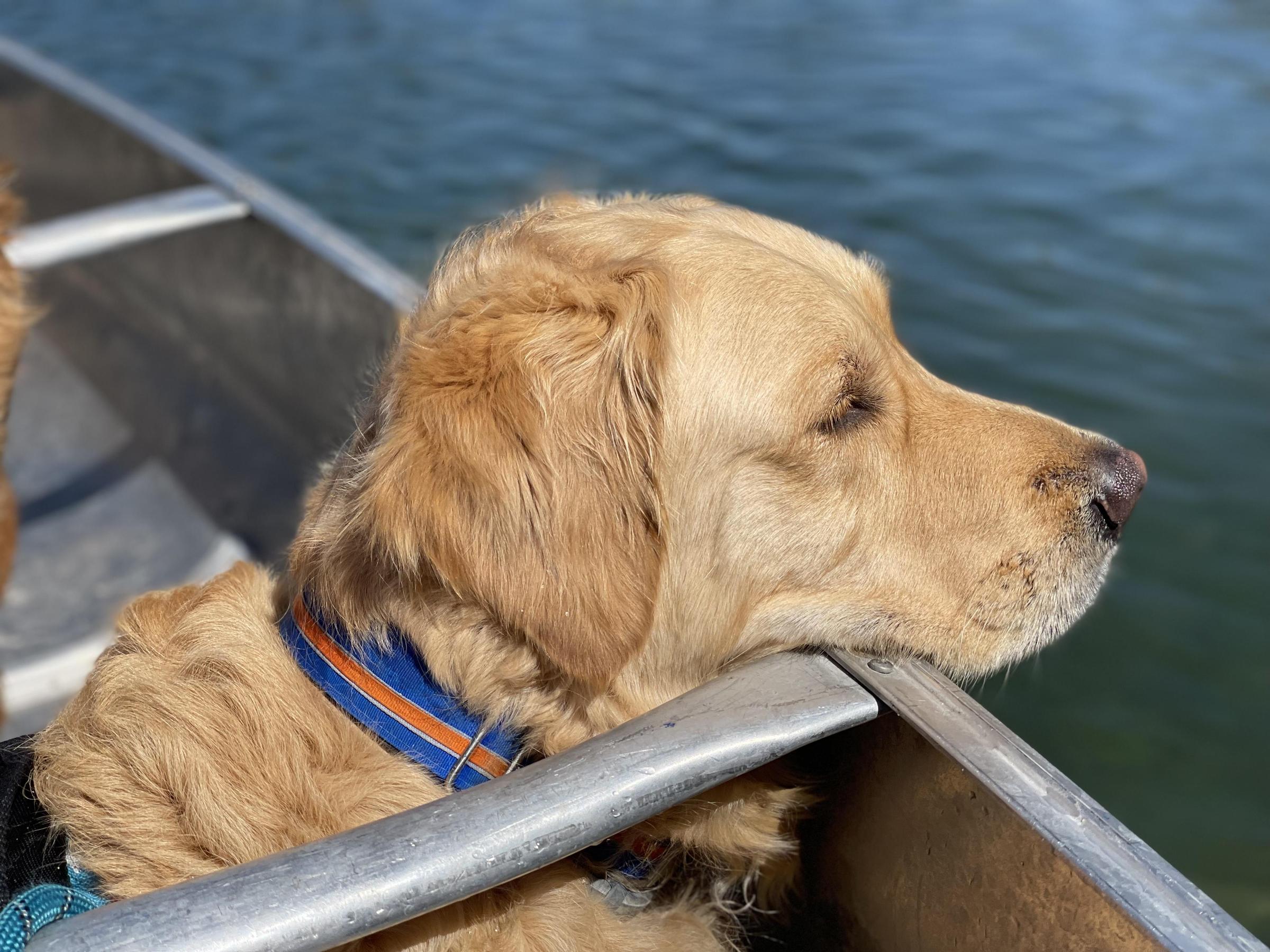 Pet Friendly Riverside Canoe Trips