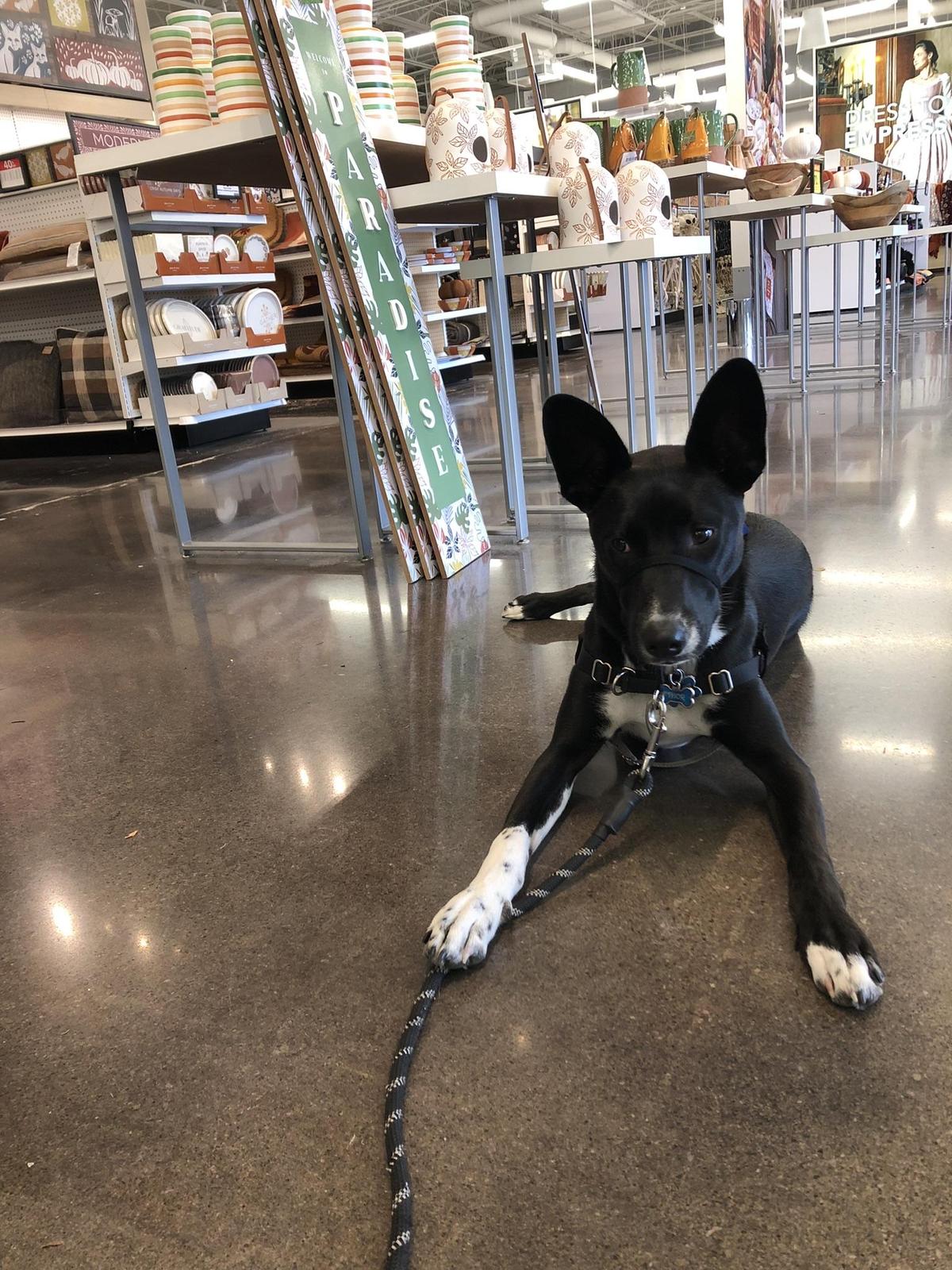 Dog Friendly Shopping in Powell OH BringFido