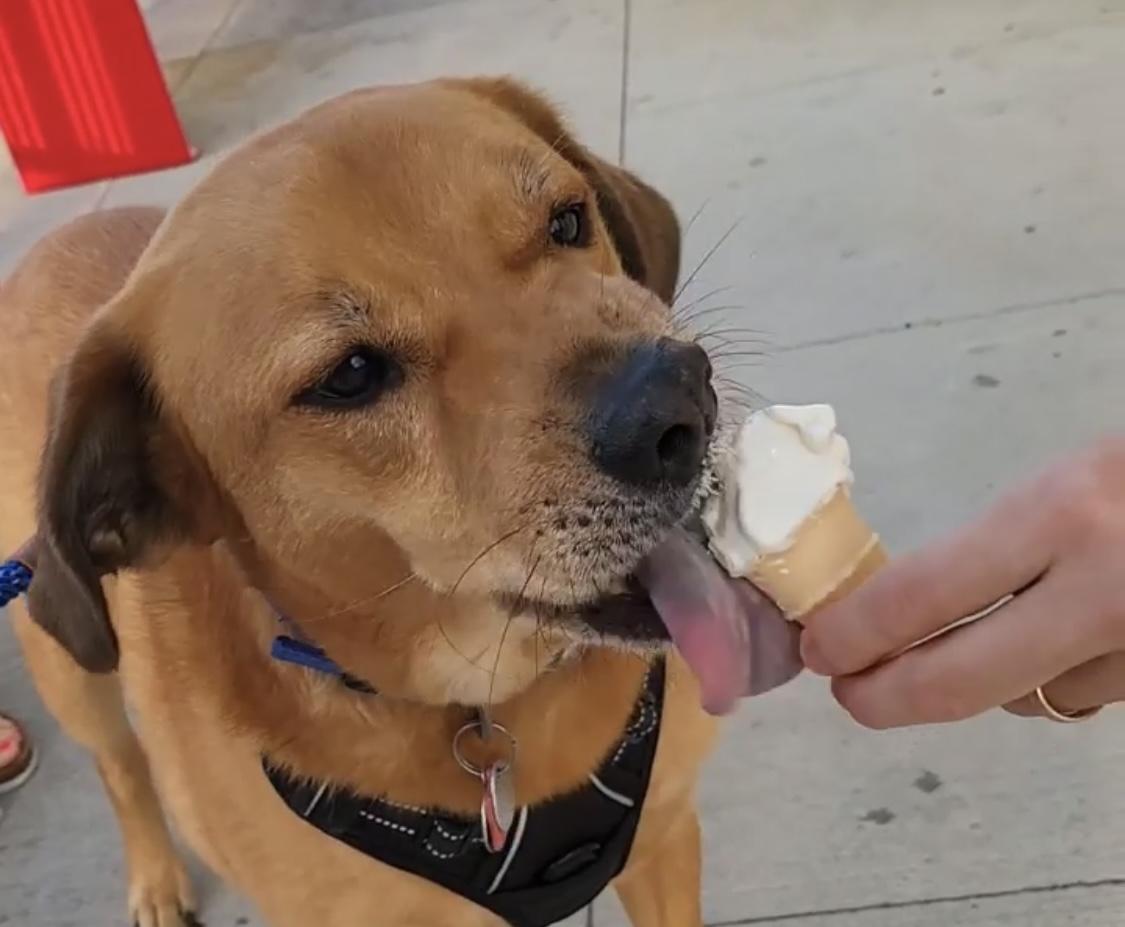 Andy's cheap puppy cone