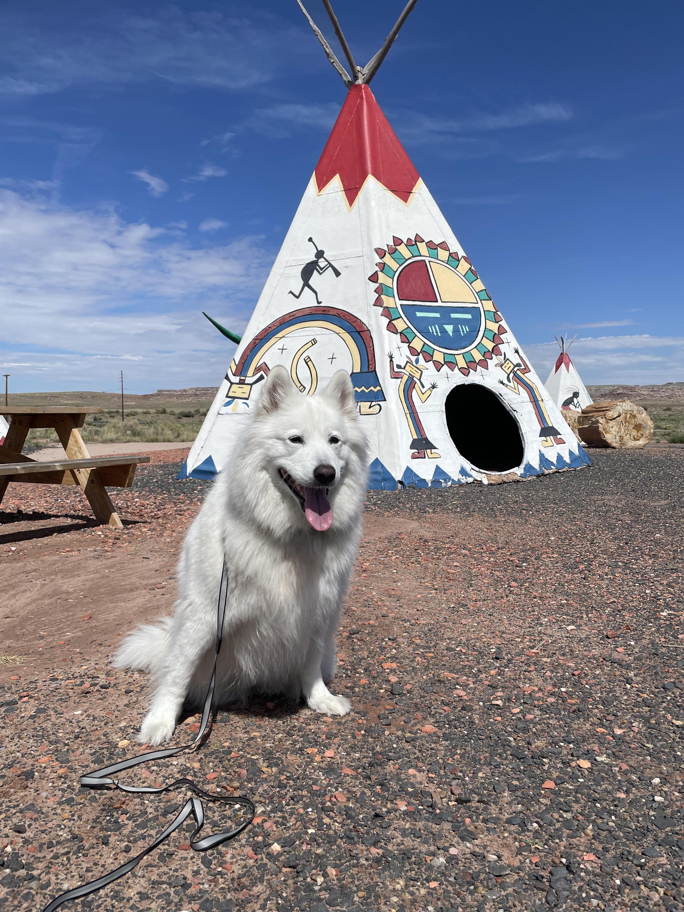 Pet Friendly Painted Desert Indian Center