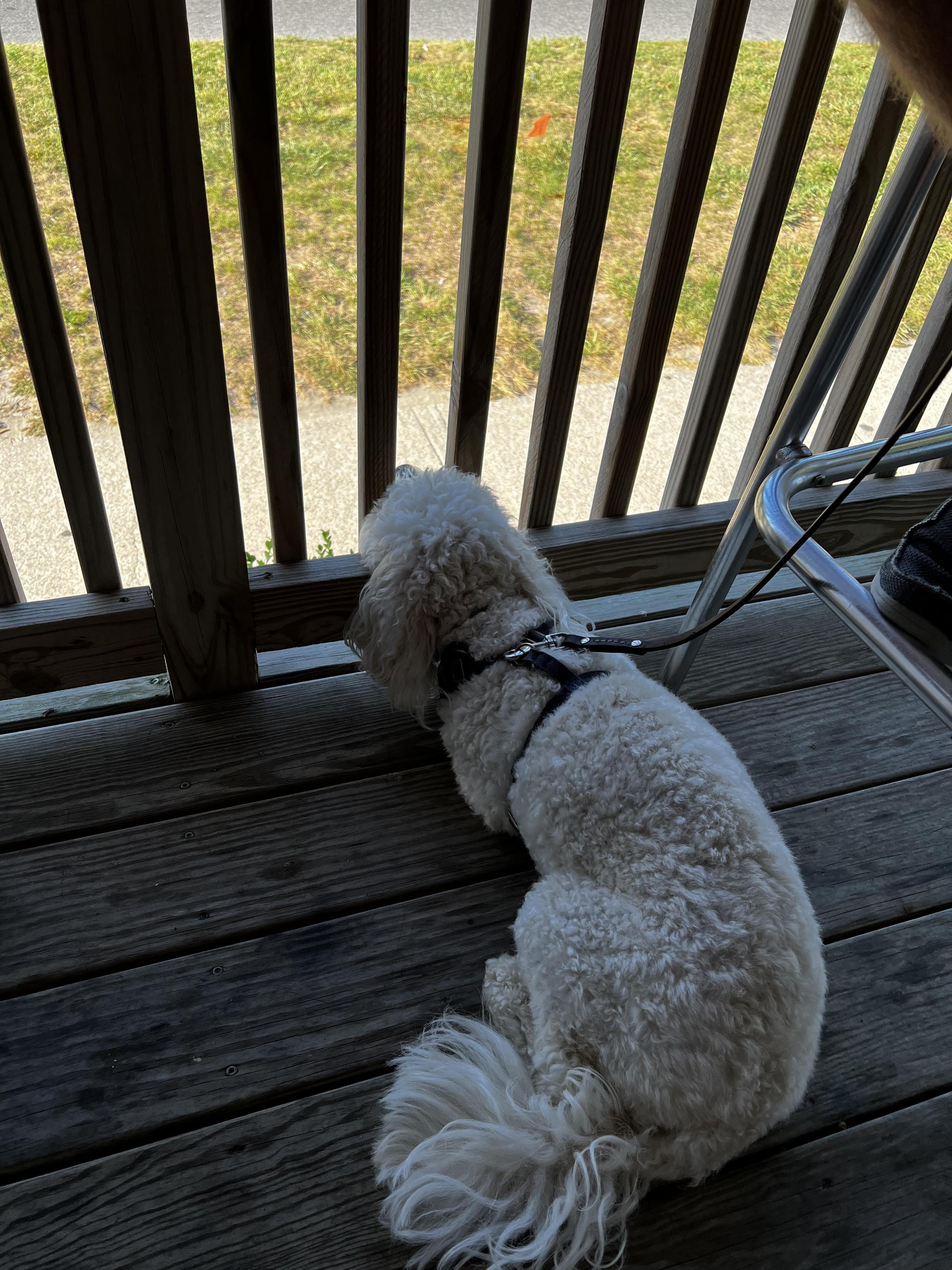 Fast Eddie's Corner Bar & Grille Pet Policy