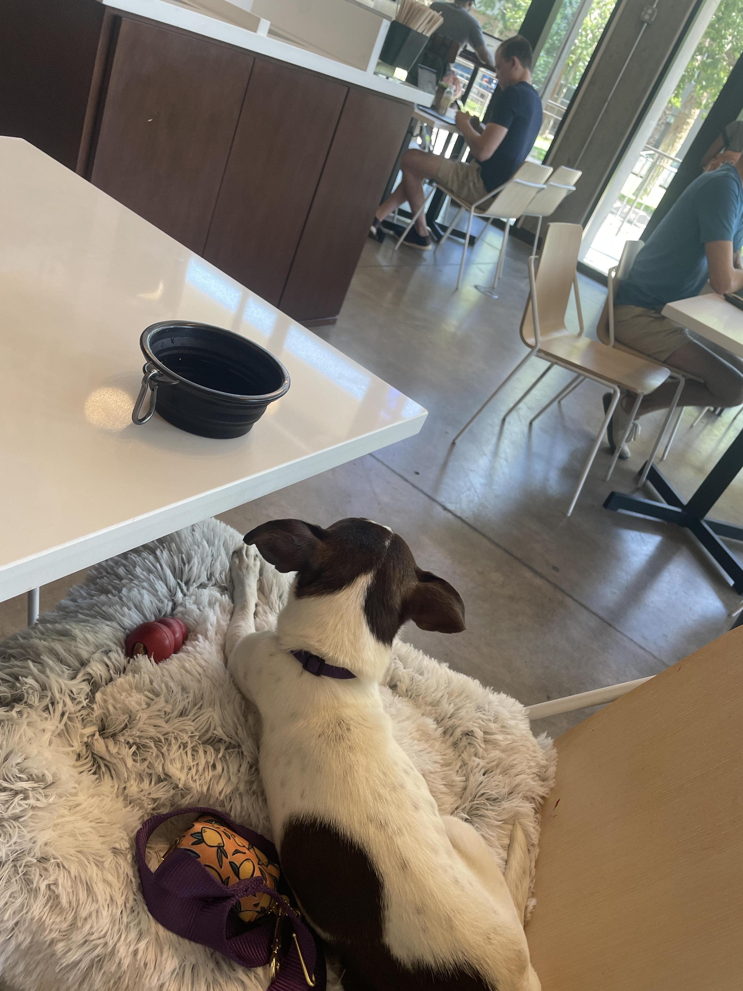 Pet Friendly Valley Coffee Company
