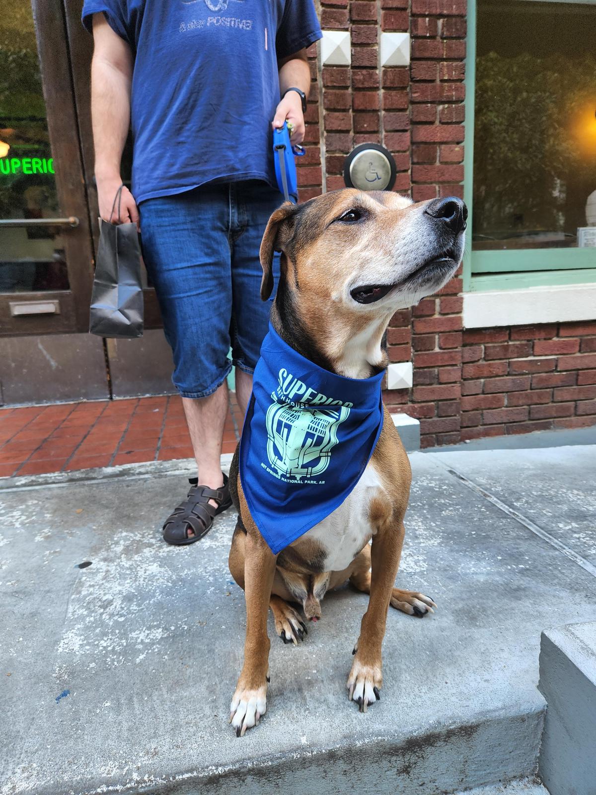 Brewers' Promotion Will Feature a 'Hank the Ballpark Pup