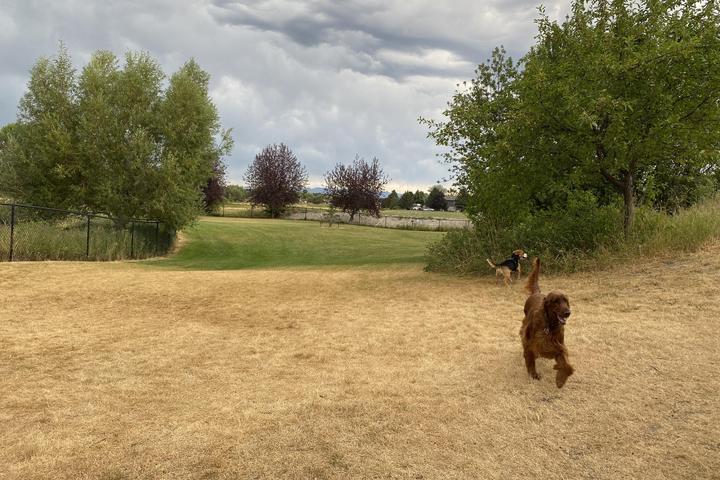 Pet Friendly Paws to Play Dog Park