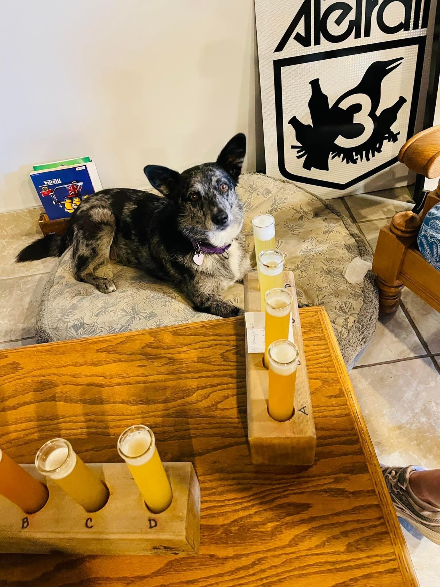 Pet Friendly Theoretically Brewing Company