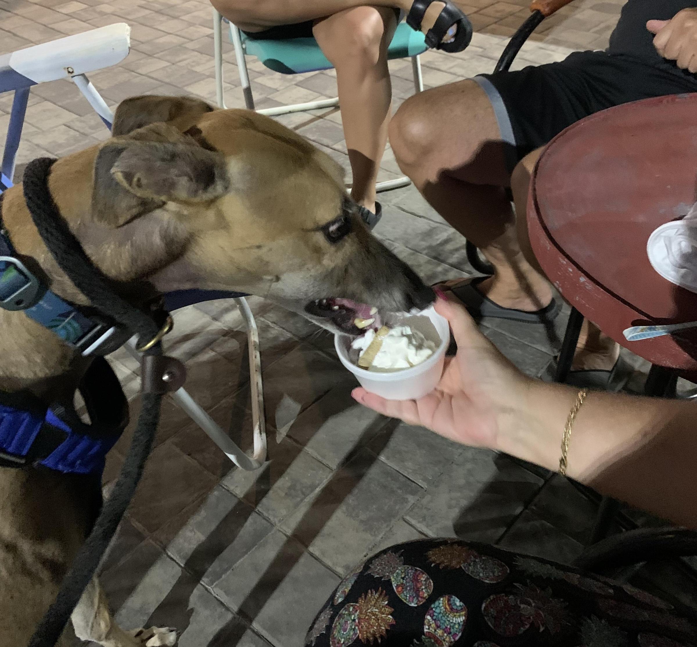 Pet Friendly Tre Sorelle Dolce Ice Cream & Italian Ice