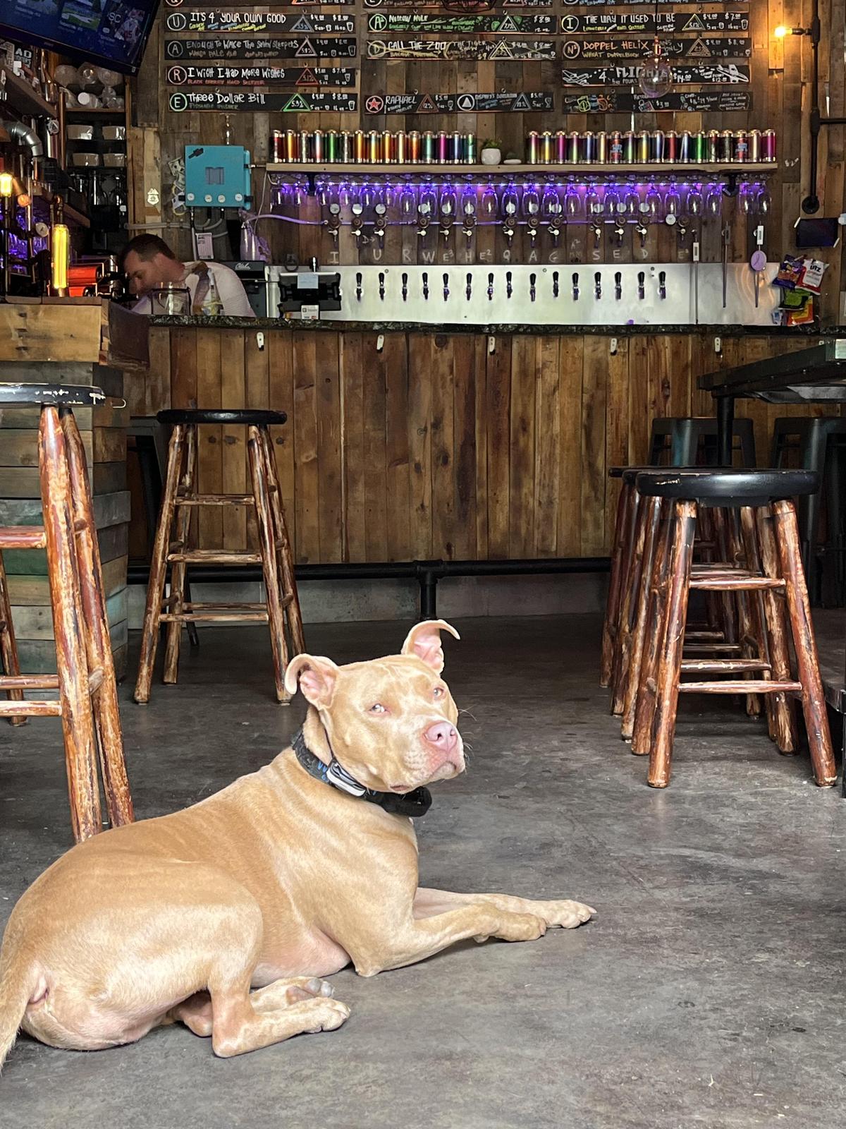 SquareHead Brewing Company