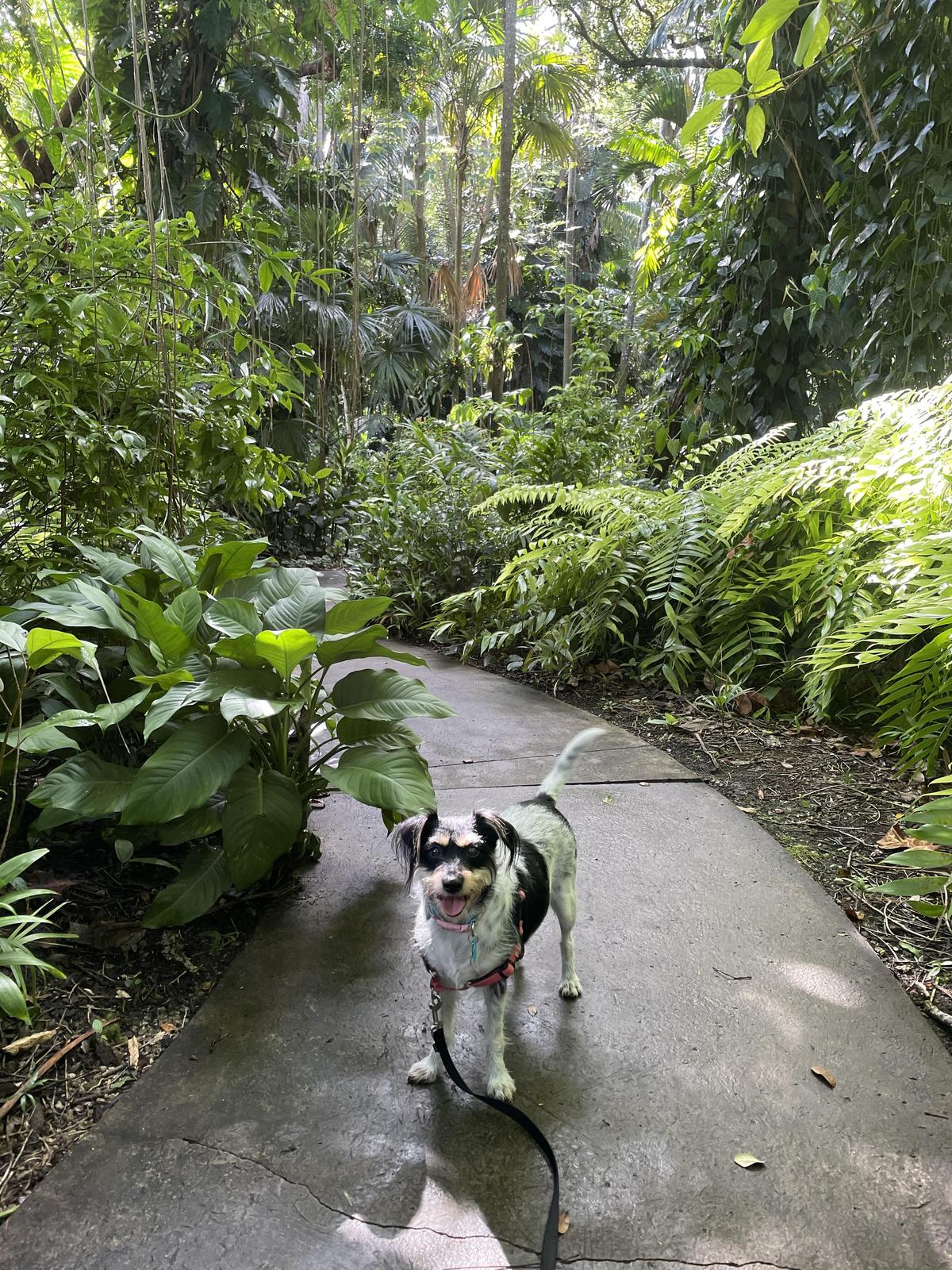 are dogs allowed at fairchild gardens