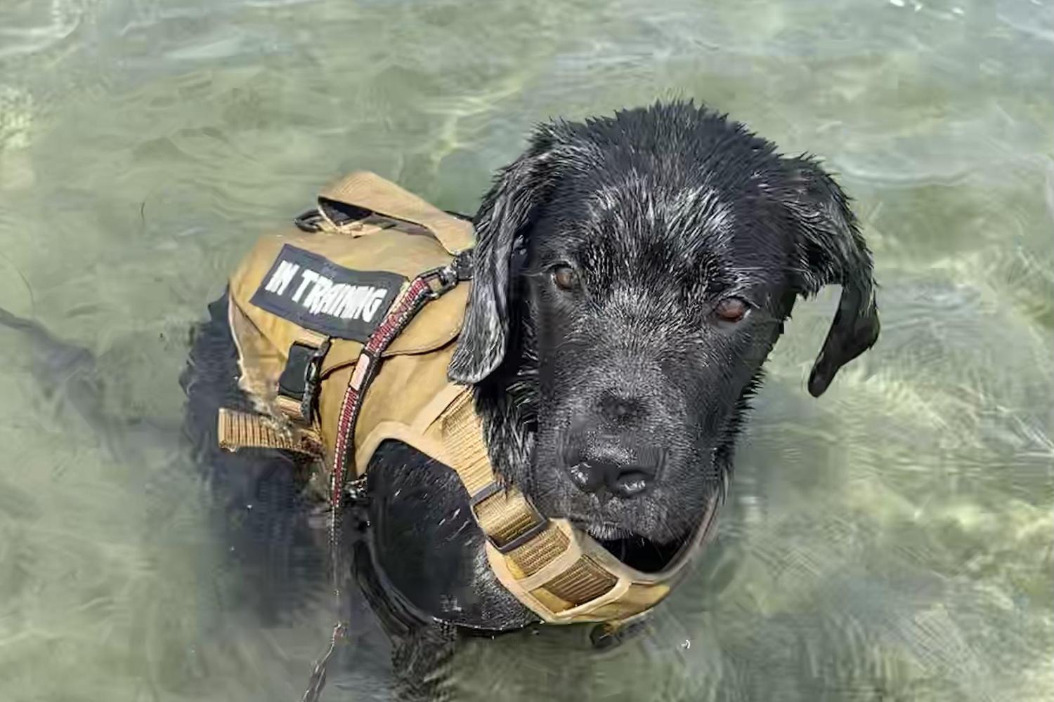 Northwest Dog Training Academy