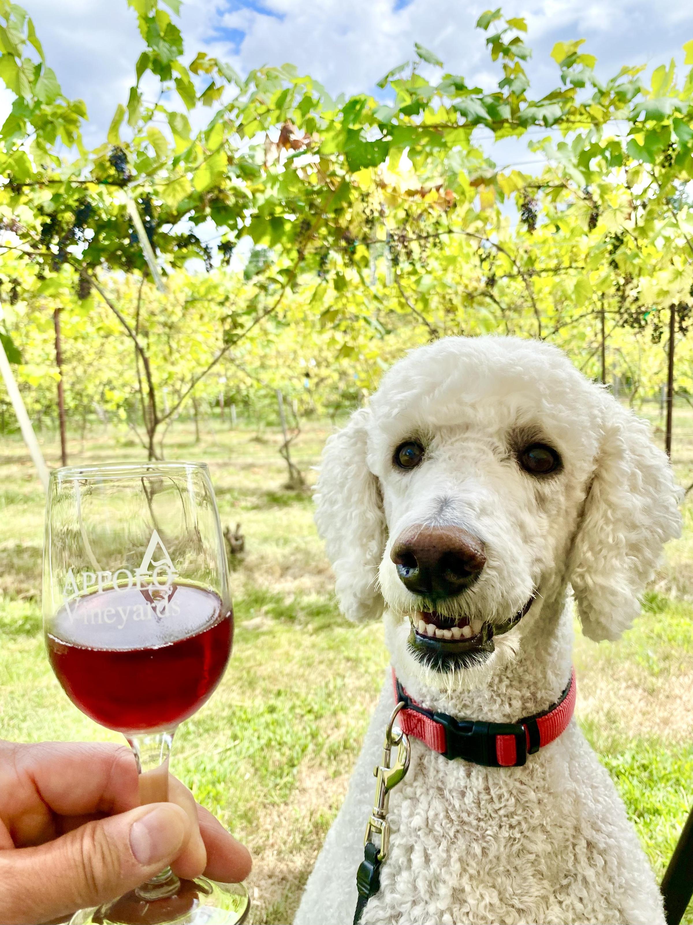 Pet Friendly Appolo Vineyards