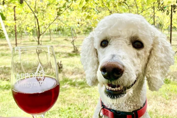 Pet Friendly Appolo Vineyards