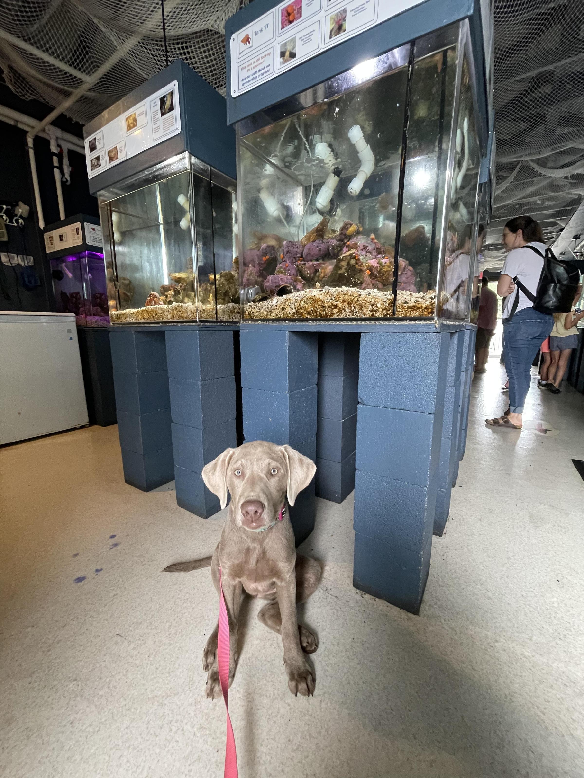 Pet Friendly Discovery Passage Aquarium