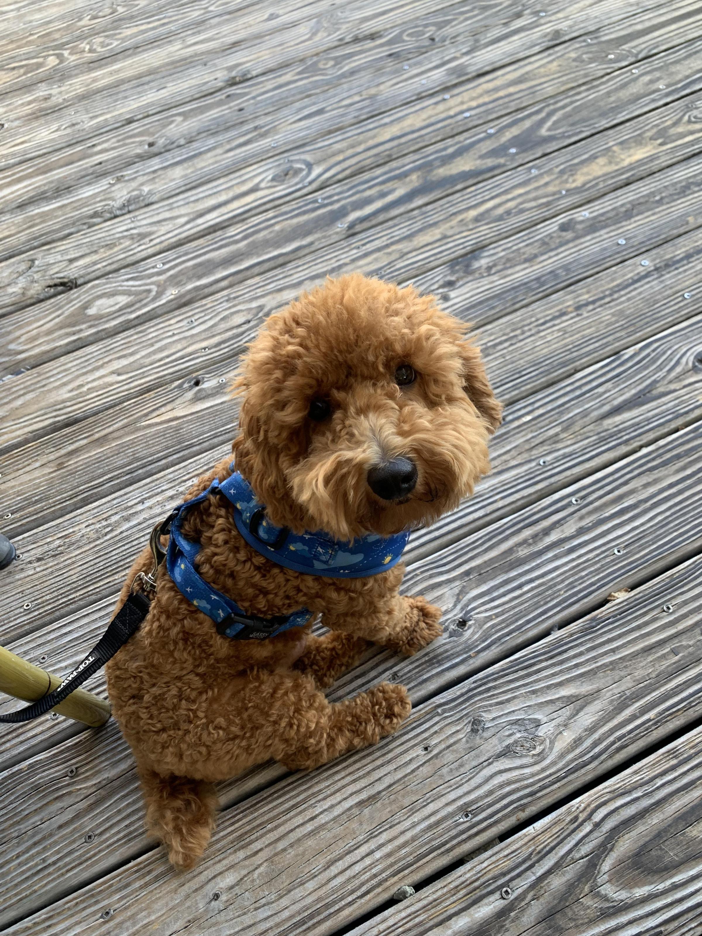 Pet Friendly Longboard Cafe