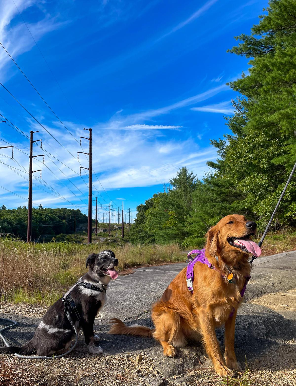 Wolf Hill Forest Preserve wolf-hill-forest-preserve