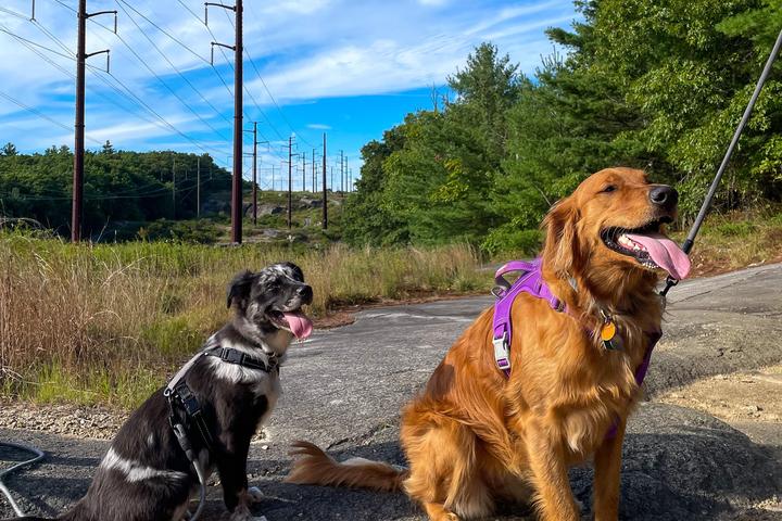 Pet Friendly Wolf Hill Forest Preserve