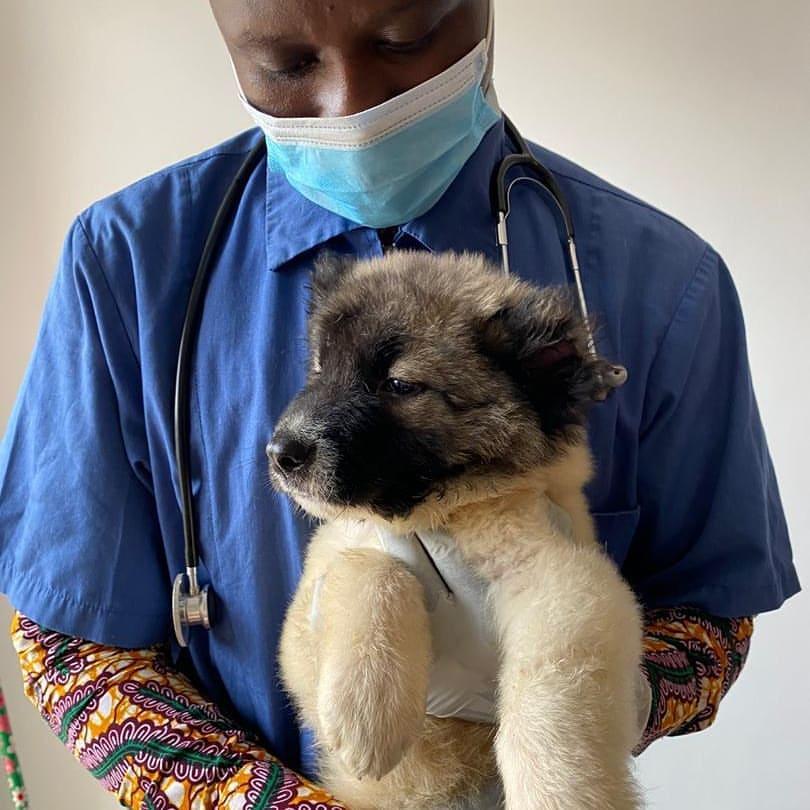 Pet Friendly Mishvet Veterinary Home Call Services - Accra