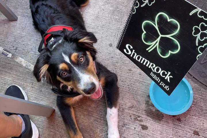 Pet Friendly Shamrock Pub