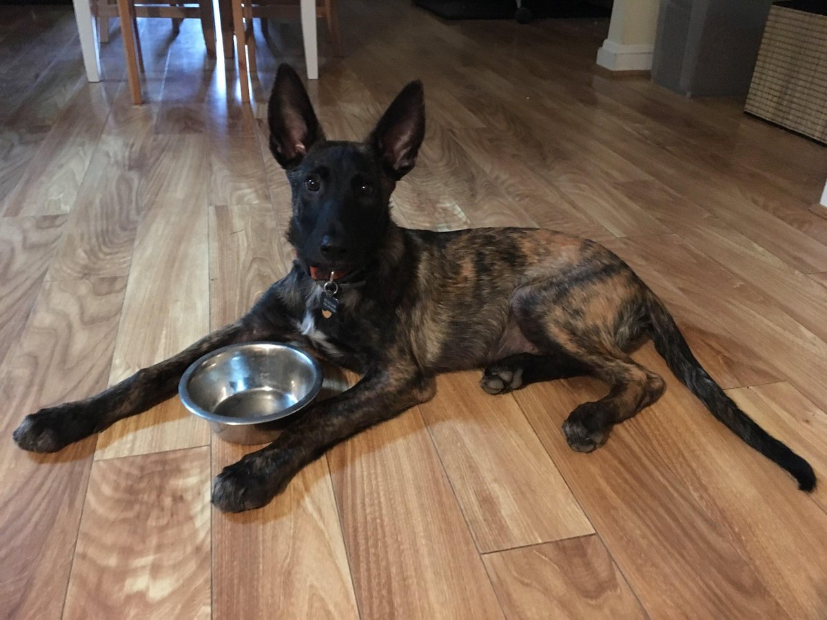 East Coast Academy of Dog Training Inc. in Baltimore, MD, conduct at-home obedience training for puppies.