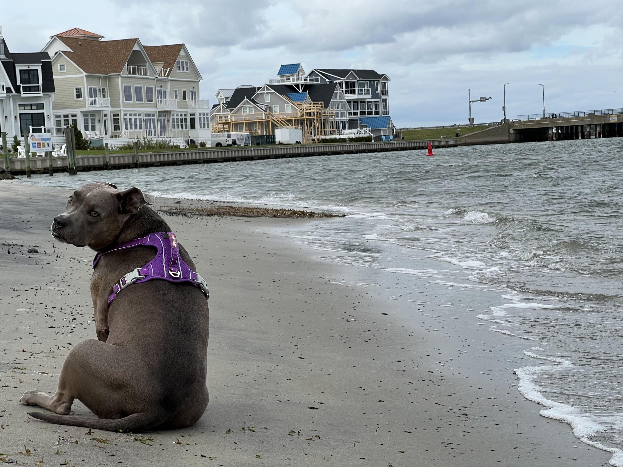 are dogs allowed on the beach in ocean city nj