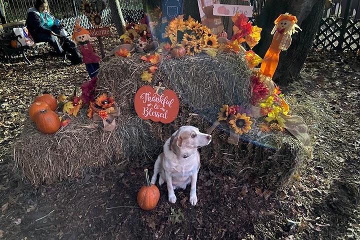 Pet Friendly Pick Your Own Pumpkin & Paw Painting
