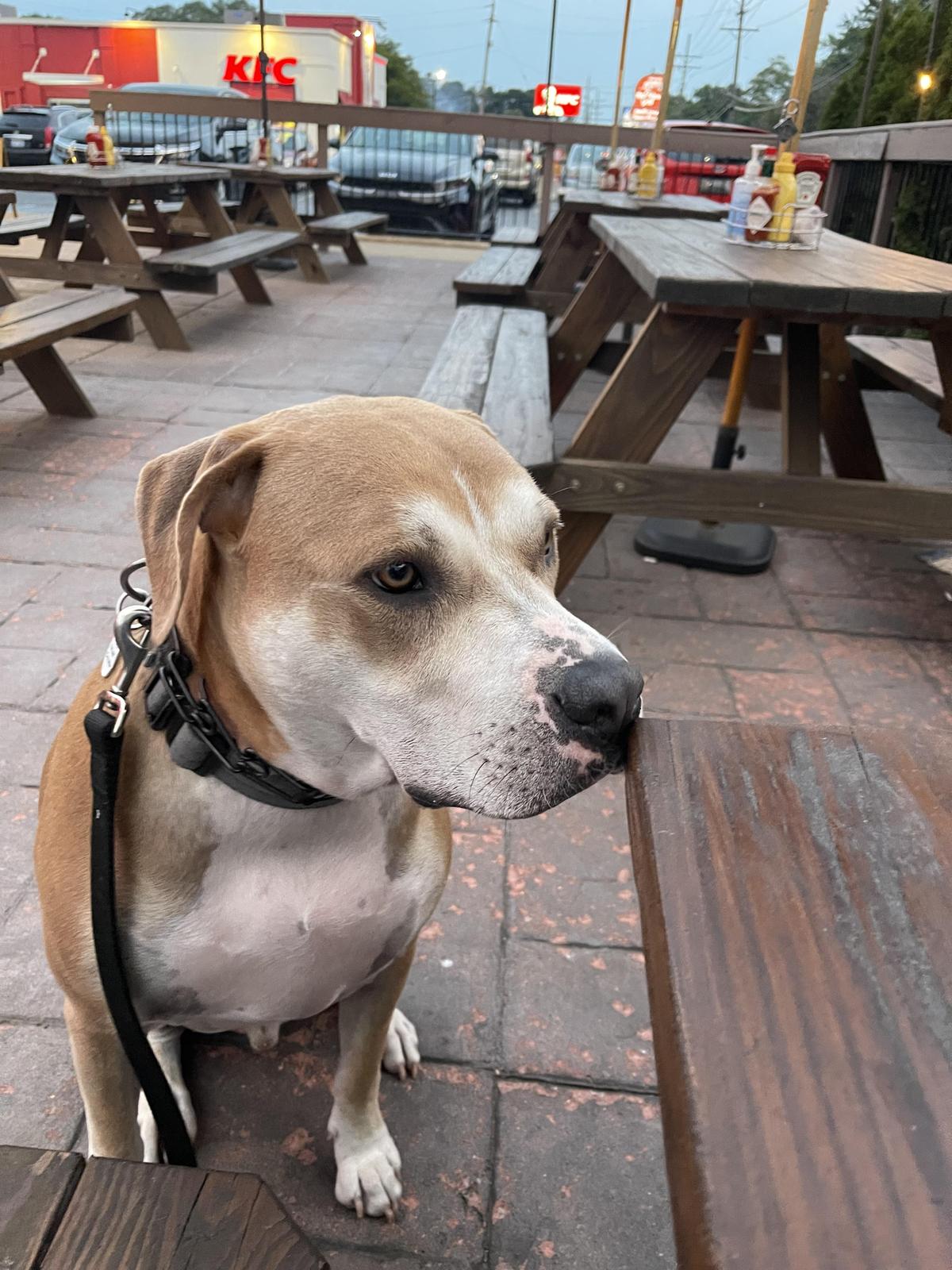 Dog Friendly Restaurants in Waterford MI BringFido