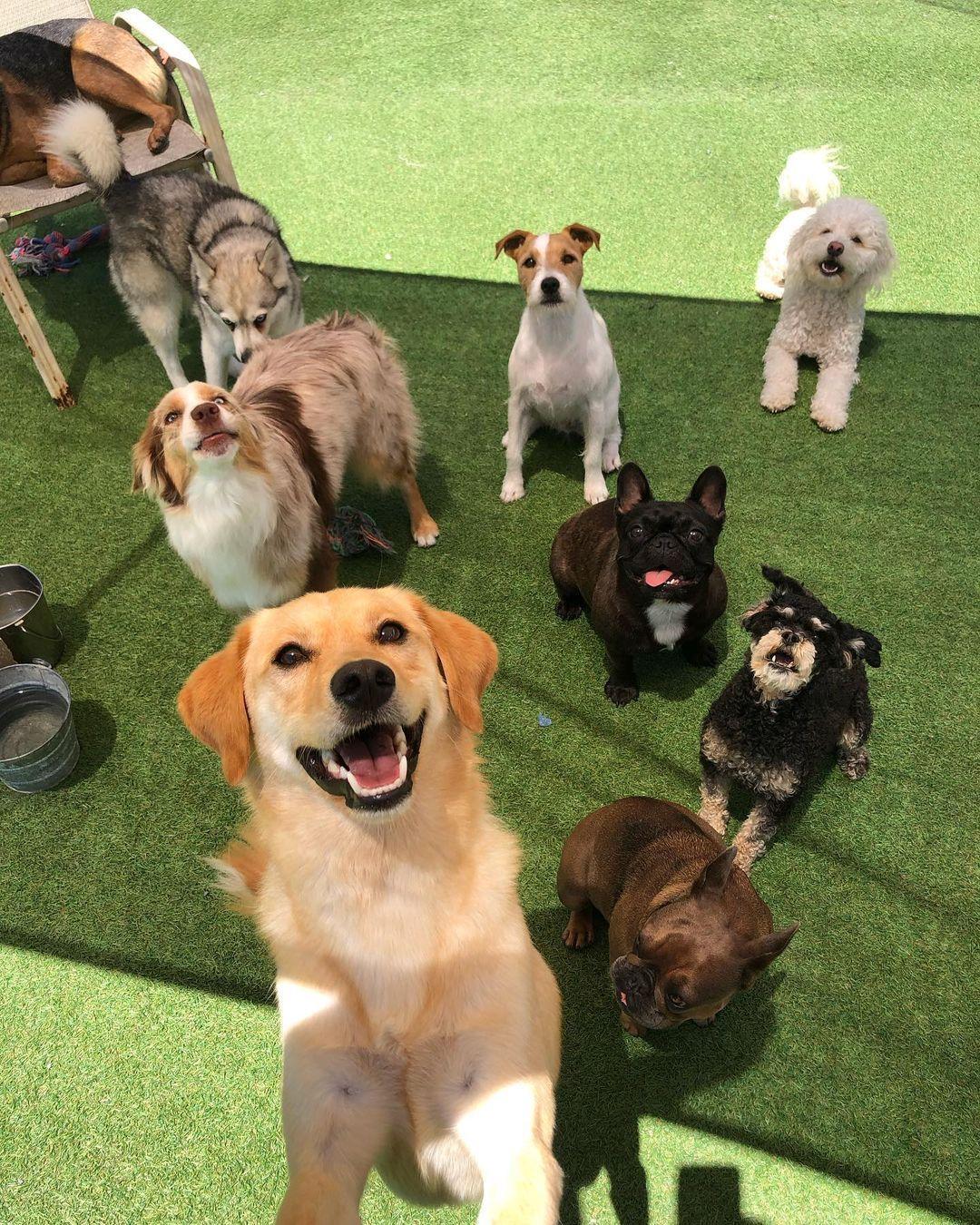 Camp diego canine daycare and sale boarding center