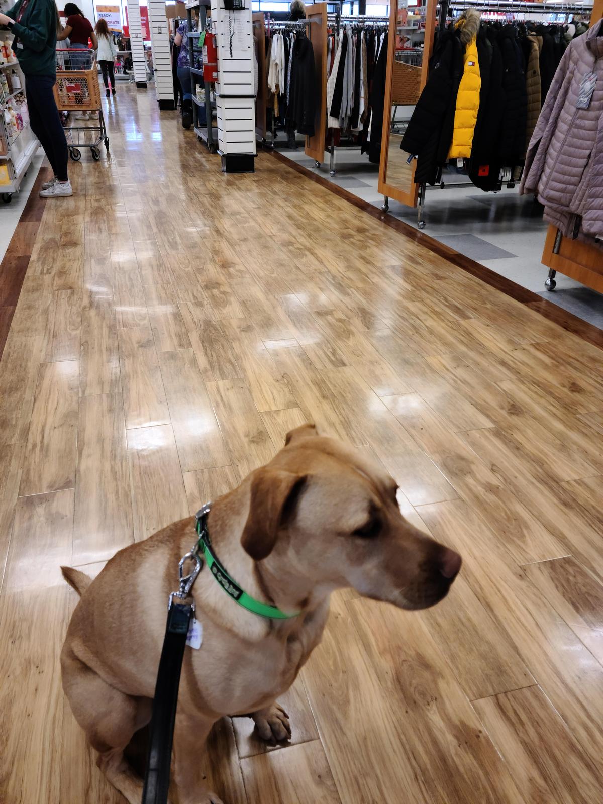 Tj maxx dog clearance harness