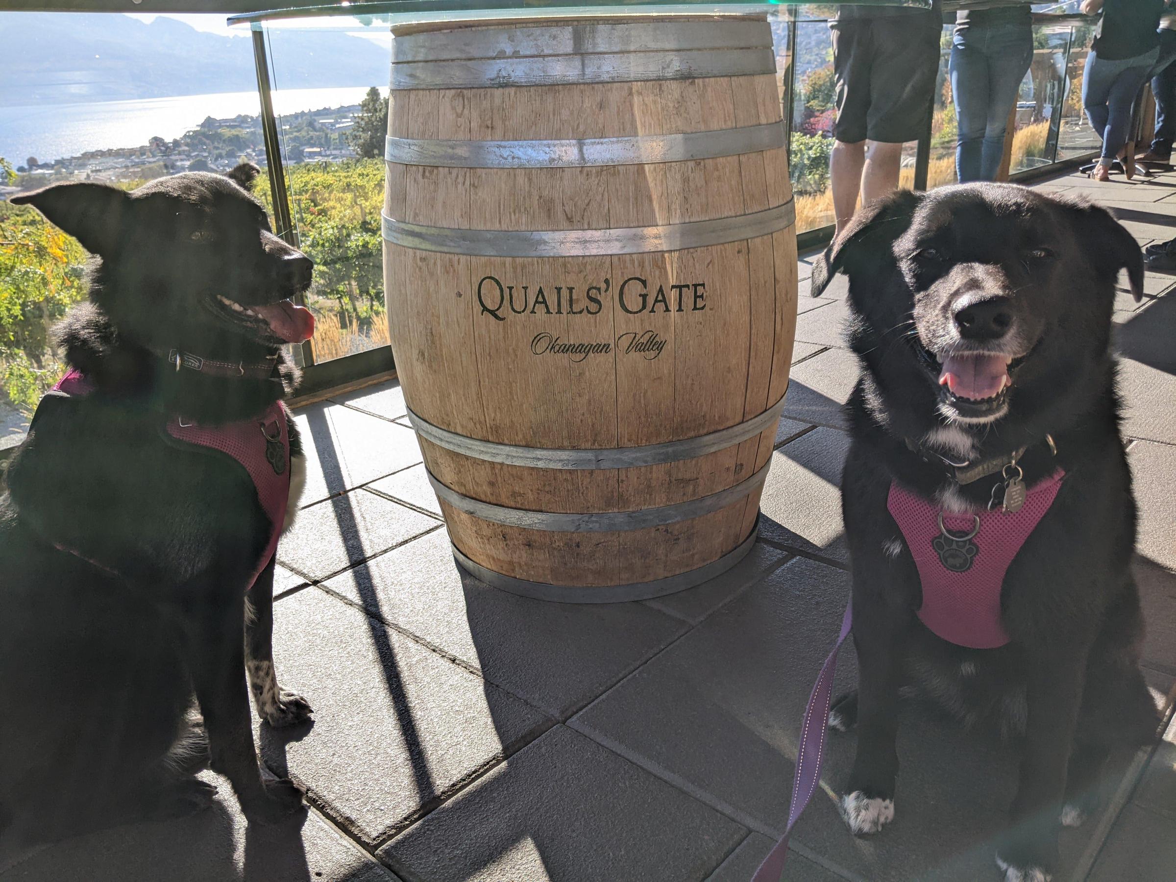 Pet Friendly Quails' Gate Winery