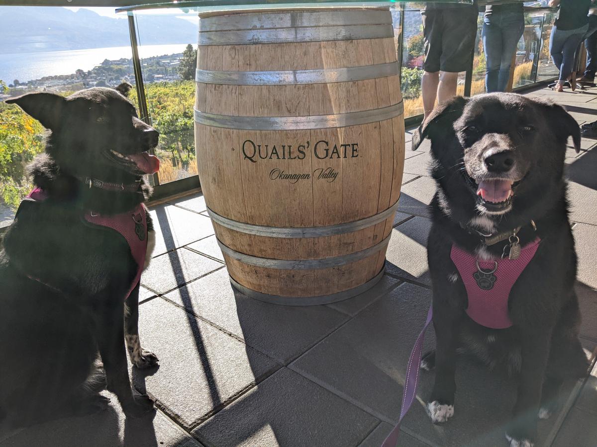 Quails' Gate Winery