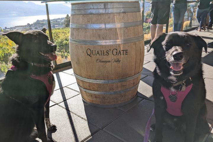 Pet Friendly Quails' Gate Winery